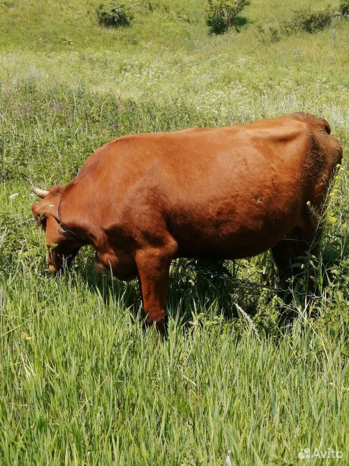 Красная Степная корова. Красная Степная порода КРС. Красностепные бычки.