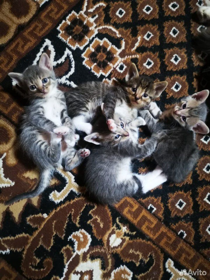 Котята (4 кота) купить на Зозу.ру - фотография № 1
