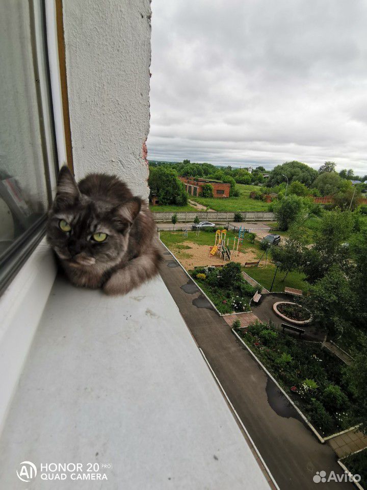 Кошка 2 и 1.кот купить на Зозу.ру - фотография № 4