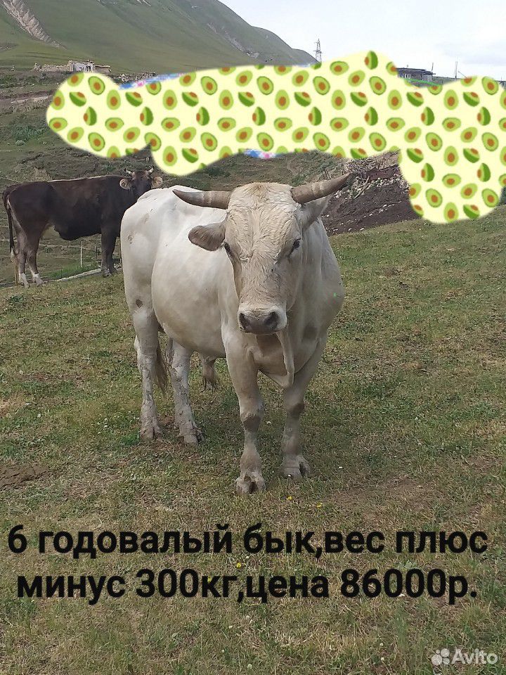 Бык купить на Зозу.ру - фотография № 10