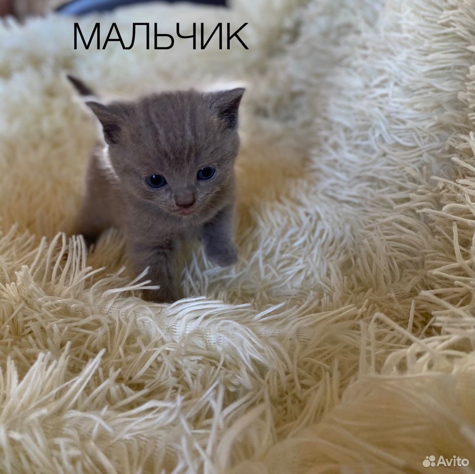 Котята британские купить на Зозу.ру - фотография № 2