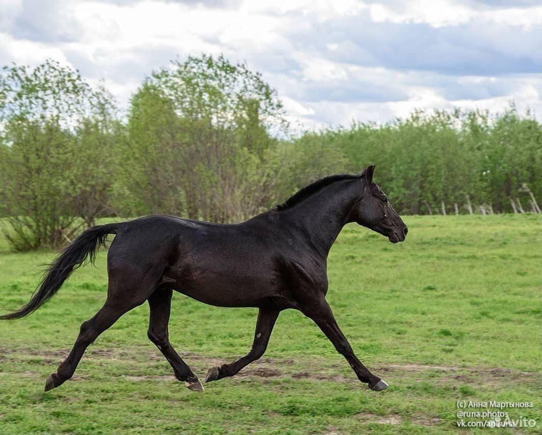 Лошадь Продается купить на Зозу.ру - фотография № 7