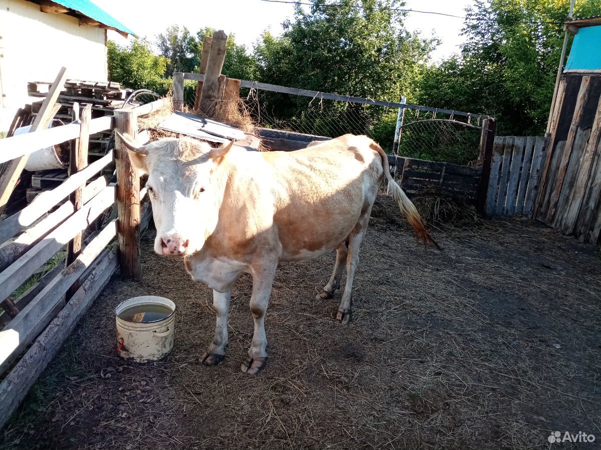 Молодая Корова и Тёлочка 3 месяца купить на Зозу.ру - фотография № 5