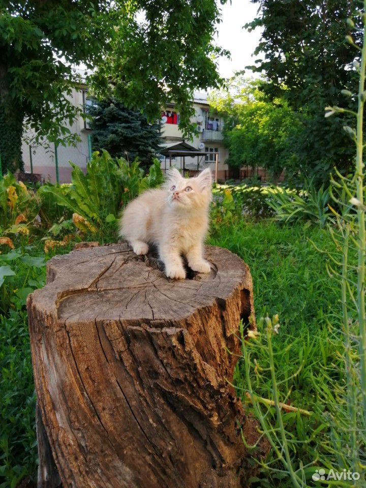Котик 2,5-3 месяца купить на Зозу.ру - фотография № 3