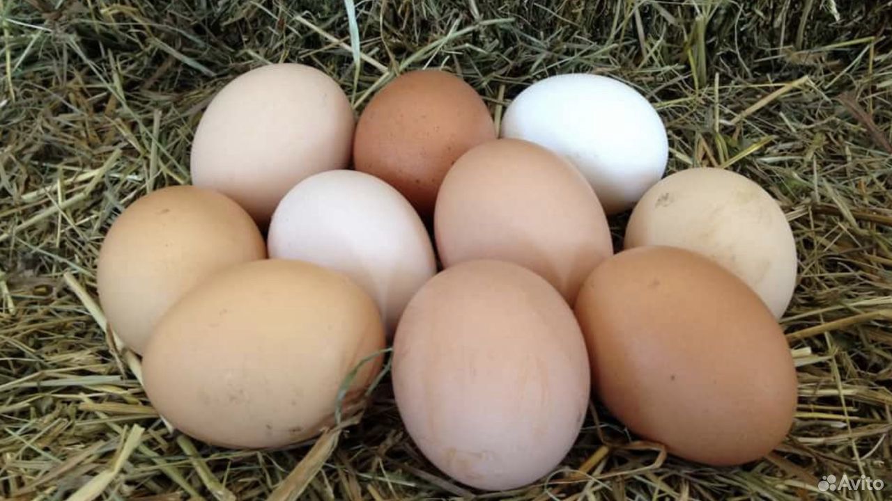 Яйцо куриное домашне купить на Зозу.ру - фотография № 1
