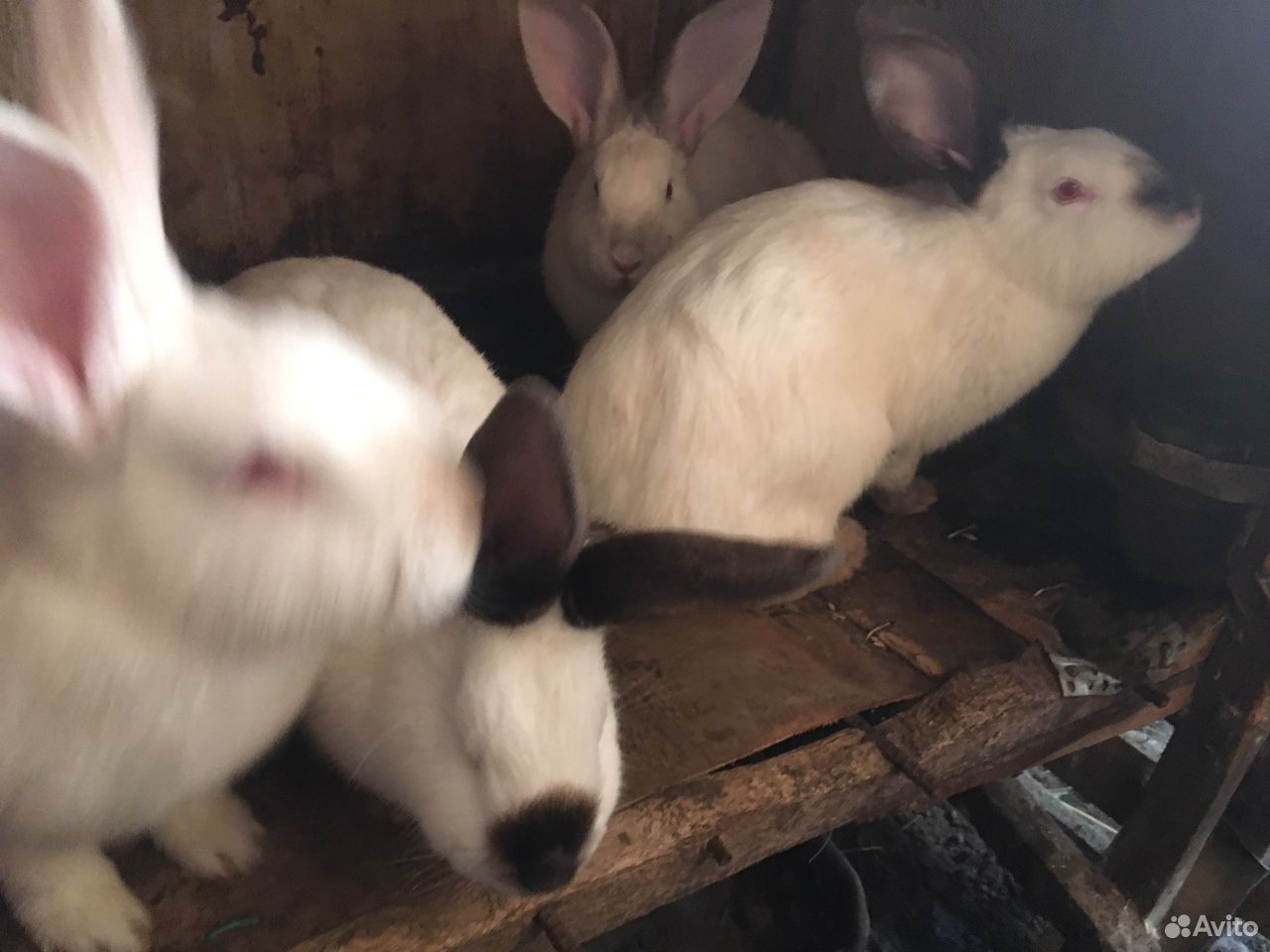 Кролики «калифорнийцы» купить на Зозу.ру - фотография № 3