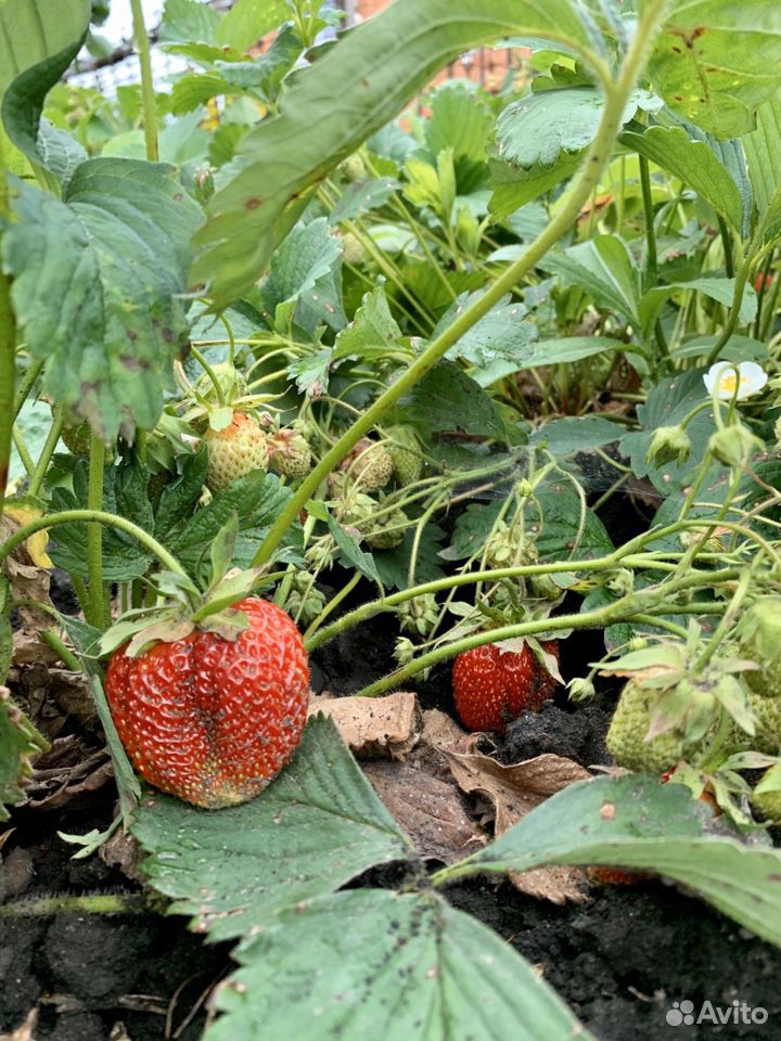 Свежие ягоды купить на Зозу.ру - фотография № 4