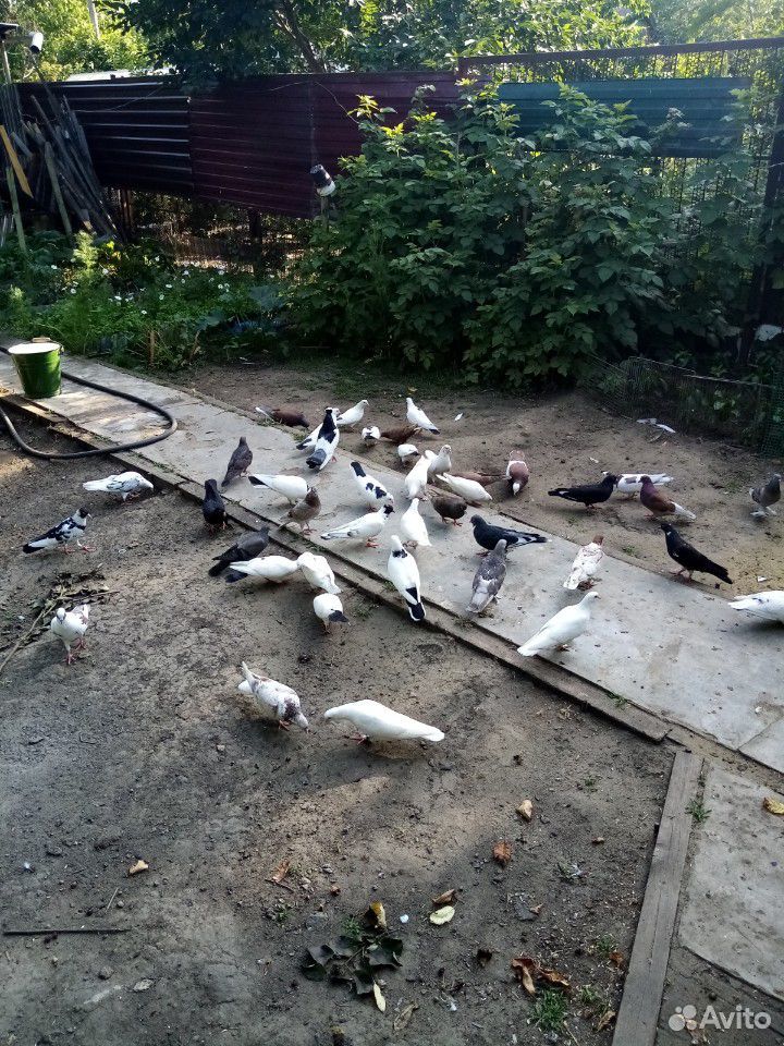 Бойные бакинские голуби купить на Зозу.ру - фотография № 5