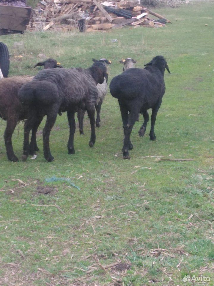 Овцы баран купить на Зозу.ру - фотография № 3