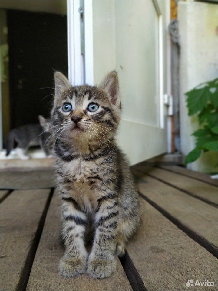 Ищем дом для котенка купить на Зозу.ру - фотография № 1