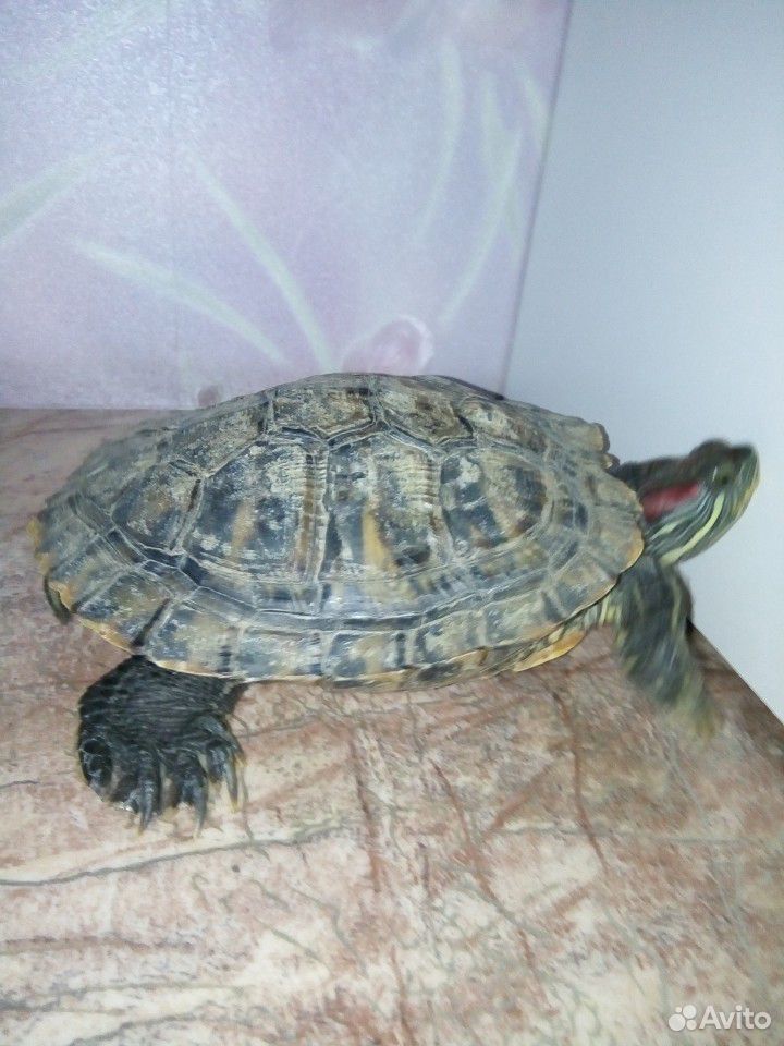 Красноухая черепаха(водная) купить на Зозу.ру - фотография № 2