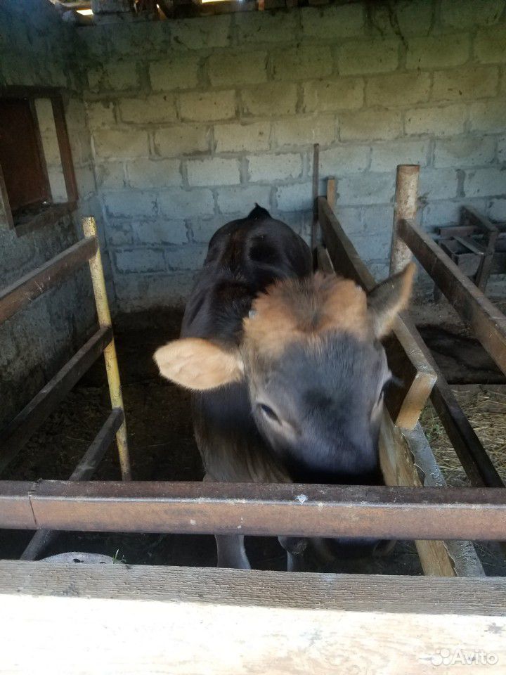 Продаётся корова с телнёнком,телёнку 4 месяца,коро купить на Зозу.ру - фотография № 1