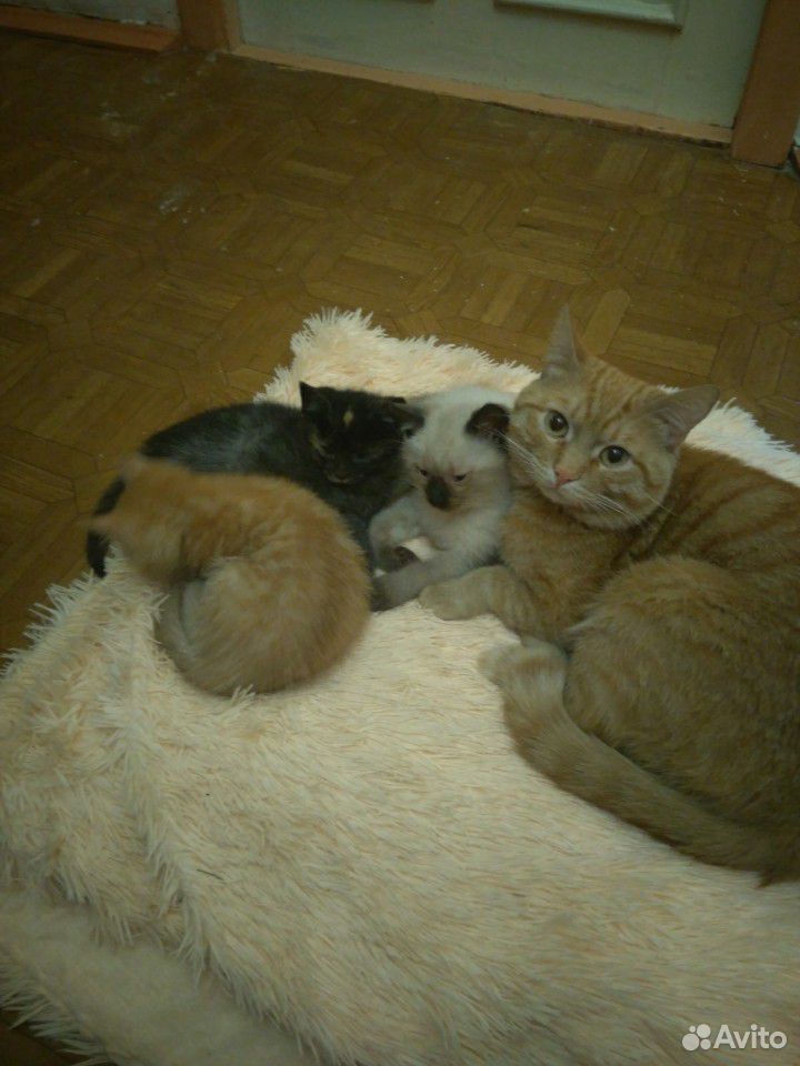 Папа-кот и котятаОтдаем котят в хорошие руки купить на Зозу.ру - фотография № 1