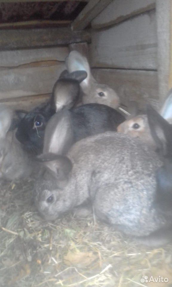 Крольчата 2,5 месяца купить на Зозу.ру - фотография № 2