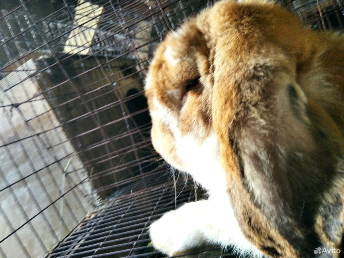 Кролик баран породистый купить на Зозу.ру - фотография № 7