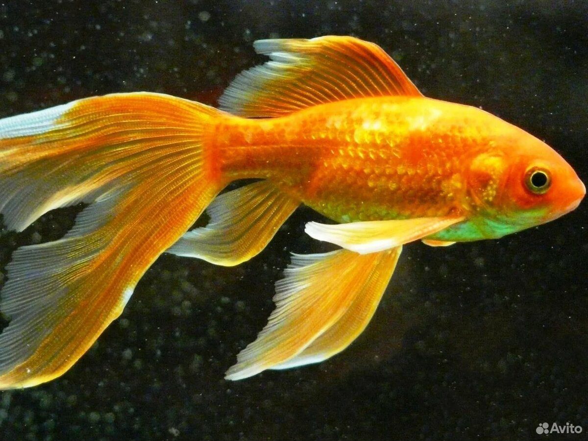 Золотая рыбка(Комета) купить на Зозу.ру - фотография № 3