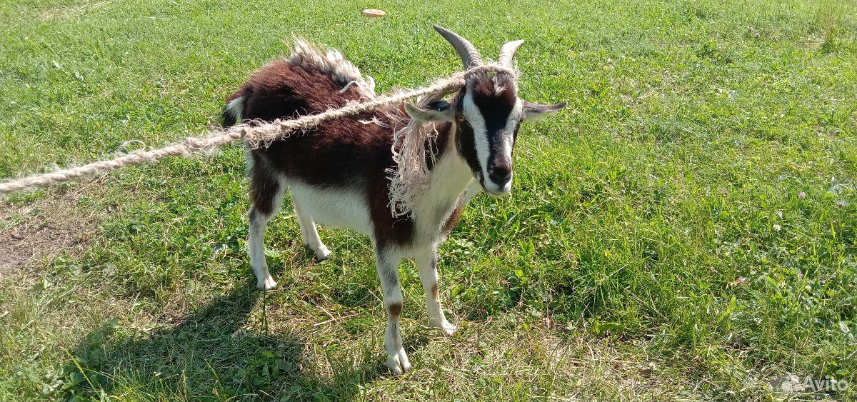 Молодая беременная коза купить на Зозу.ру - фотография № 3
