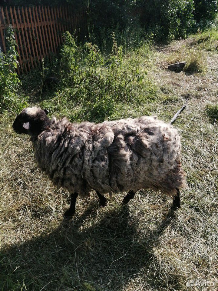 Овца с ягненком купить на Зозу.ру - фотография № 3