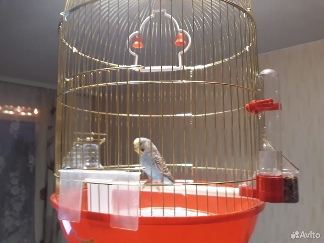 Волнистый попугай с клеткой и купальней купить на Зозу.ру - фотография № 1