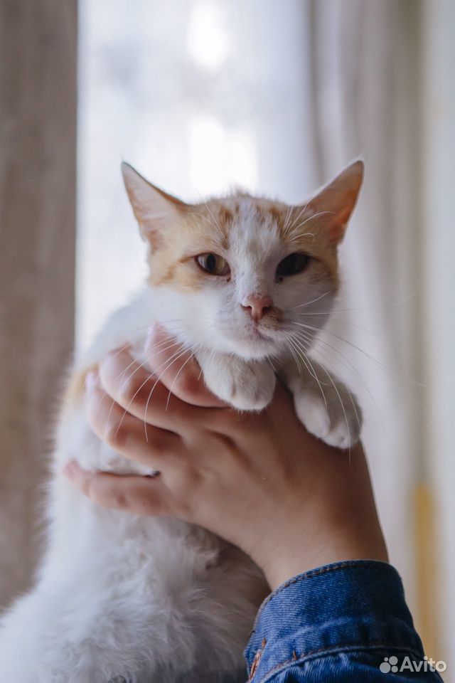 Кошка Нюша ищет дом купить на Зозу.ру - фотография № 4