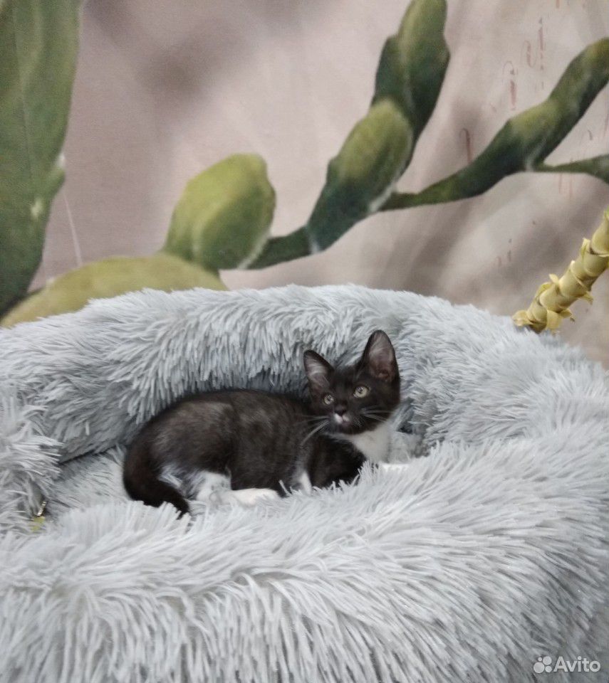 Котёнок Лунтик купить на Зозу.ру - фотография № 2