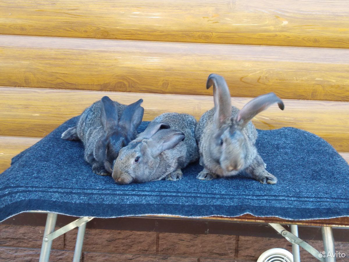 Продам кроликов крупной породы купить на Зозу.ру - фотография № 3