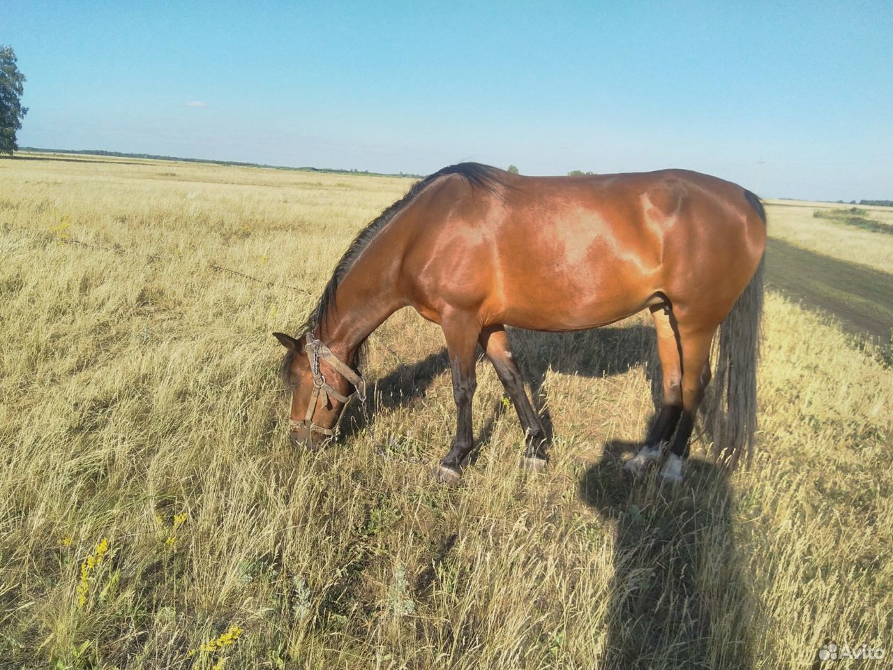Лошадь, кобыла, жеребец купить на Зозу.ру - фотография № 1