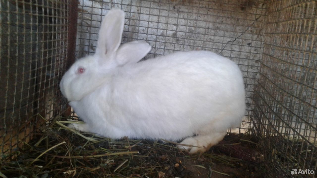 Кролики(самки и крольчата) купить на Зозу.ру - фотография № 1