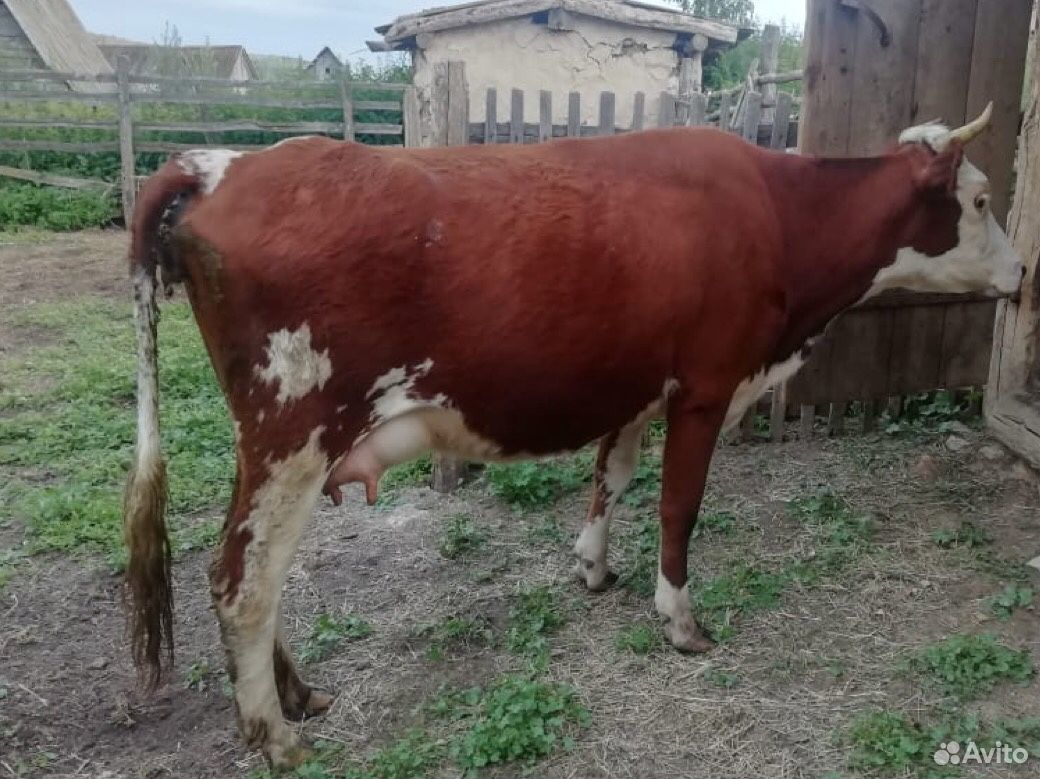 Корова и телёнок купить на Зозу.ру - фотография № 2