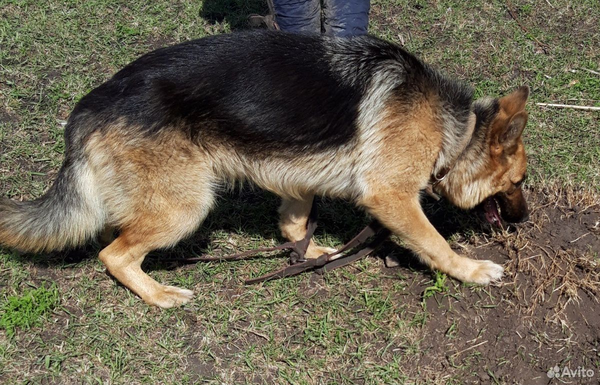Умная активная красивая собака чистопородный немец купить на Зозу.ру - фотография № 3