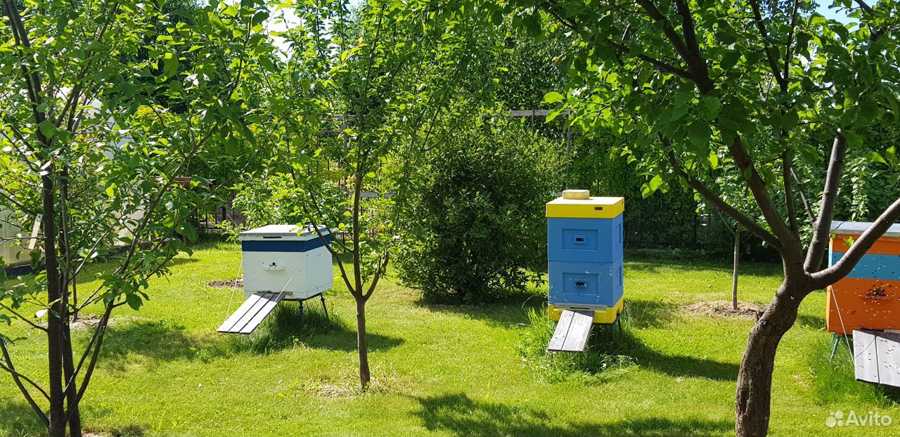 Улья с пчелами купить на Зозу.ру - фотография № 5