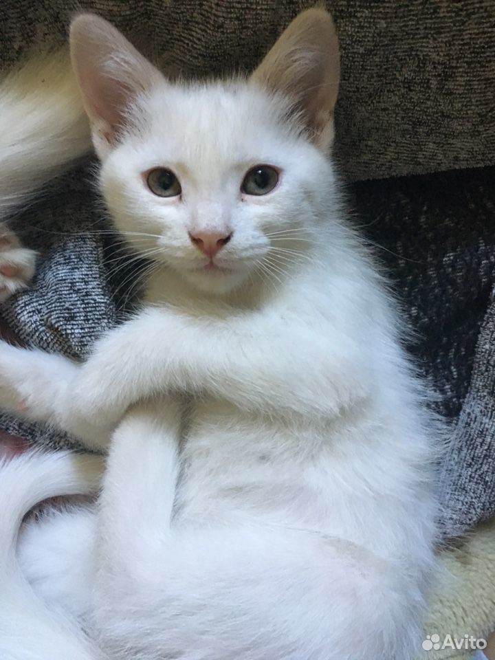 Белые пушистые котята 2 месяца купить на Зозу.ру - фотография № 1