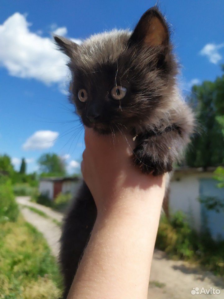 Животные, котята купить на Зозу.ру - фотография № 3