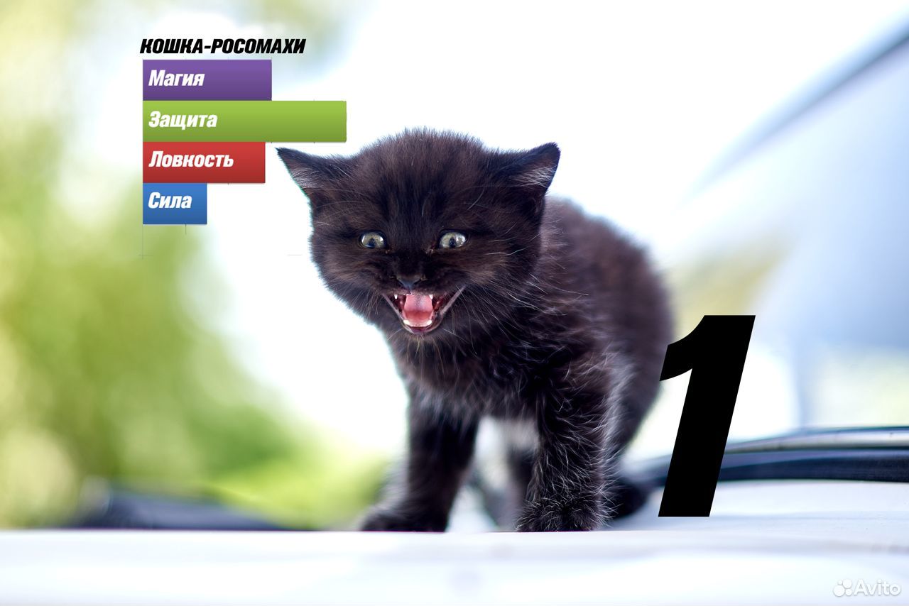 Супер котята купить на Зозу.ру - фотография № 2