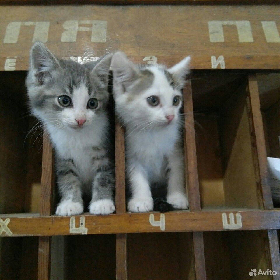 2 кота купить на Зозу.ру - фотография № 4