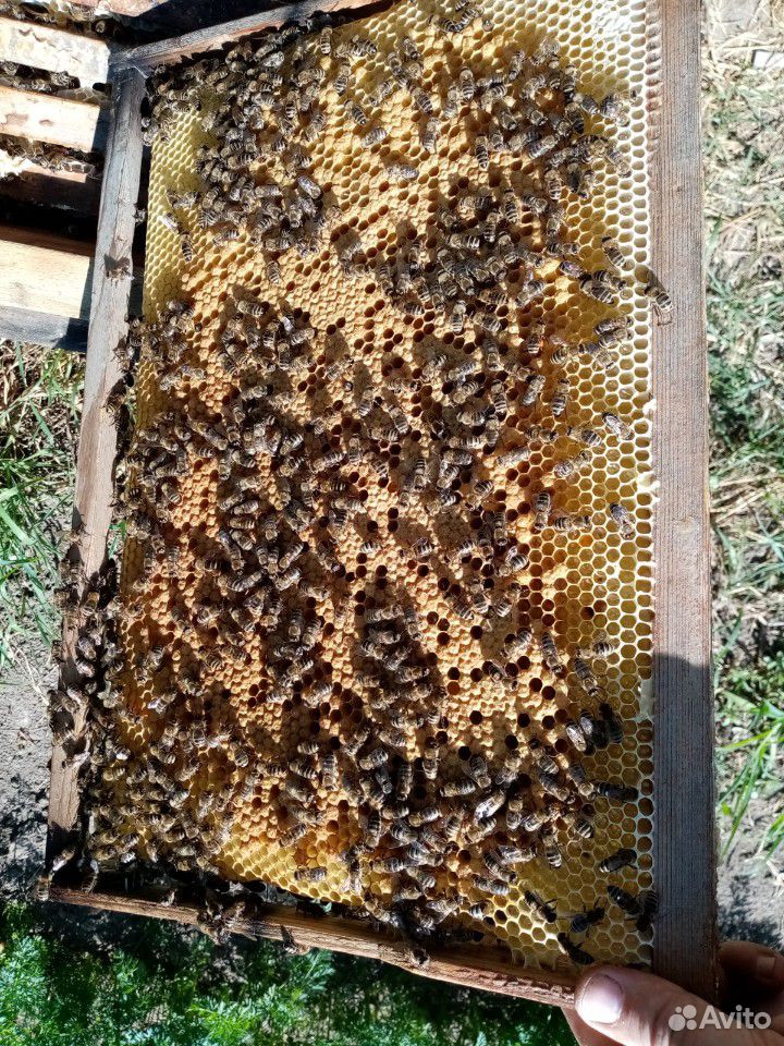 Пчелосемьи с ульями или меняю на сахар купить на Зозу.ру - фотография № 8