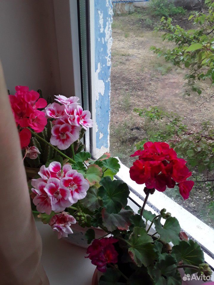 Комнатные цветы купить на Зозу.ру - фотография № 7