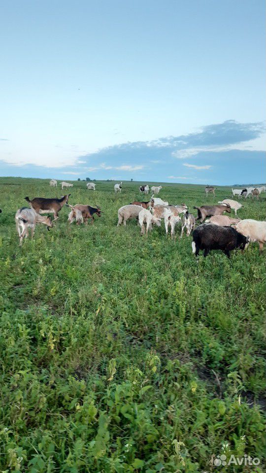 Козы,овцы купить на Зозу.ру - фотография № 2