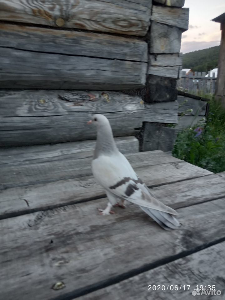 Продам голубей, порода Турецкая такла купить на Зозу.ру - фотография № 2