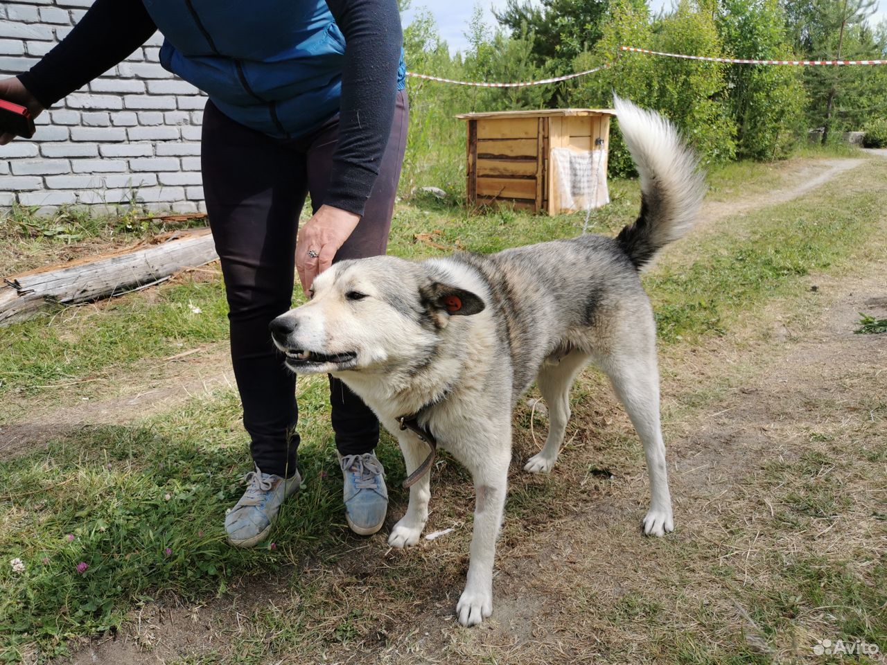 Сторожевая собака Джек купить на Зозу.ру - фотография № 3