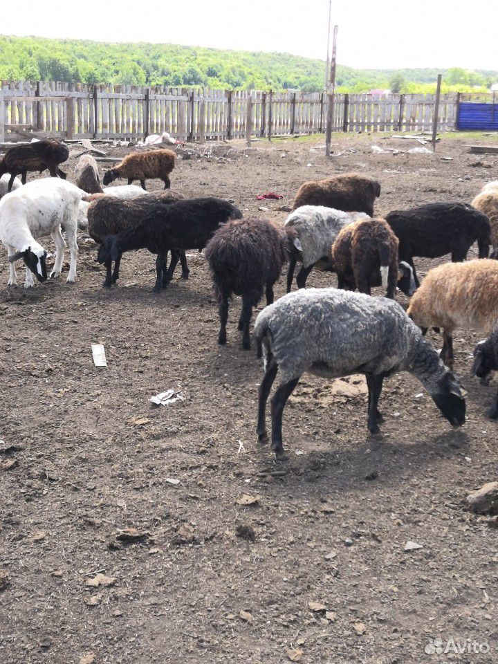 Баран овцы козы купить на Зозу.ру - фотография № 4