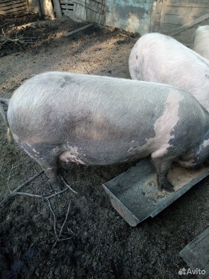 Продаю поросных свиноматок, первый раз покрытые купить на Зозу.ру - фотография № 1