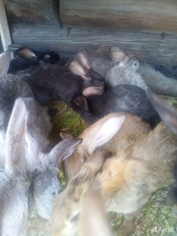 Кролики фландр купить на Зозу.ру - фотография № 1