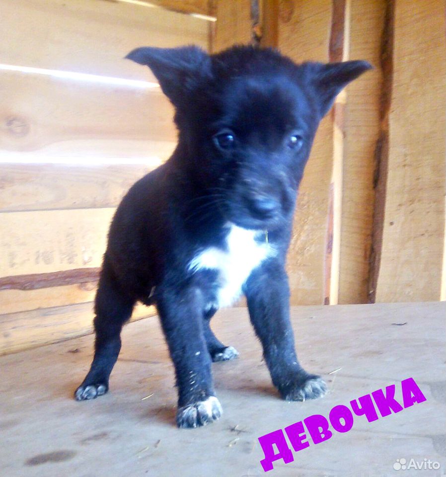 Щенки крохотульки от маленькой собаки купить на Зозу.ру - фотография № 3