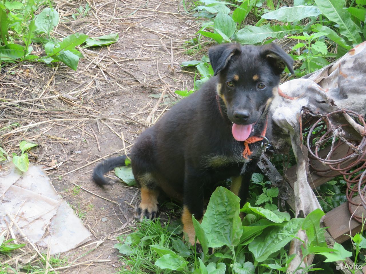 Очаровательный щенок ищет доброго хозяина купить на Зозу.ру - фотография № 3