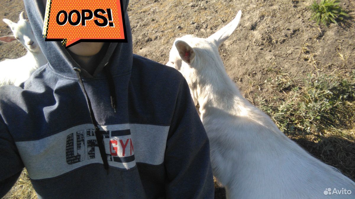Продам 2х породистых козлят купить на Зозу.ру - фотография № 1