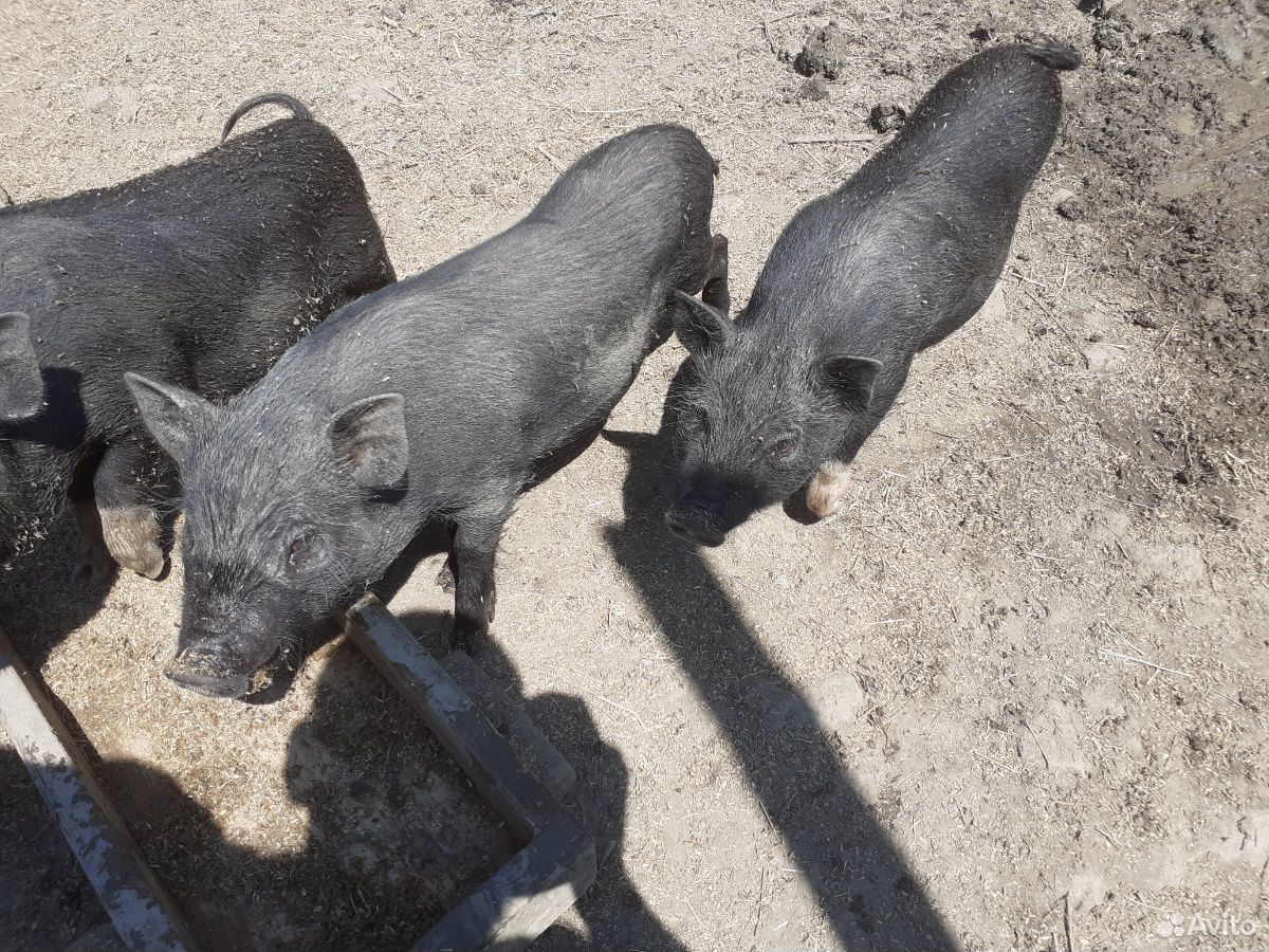 Ветнамские веслобрюхие свиньи купить на Зозу.ру - фотография № 1