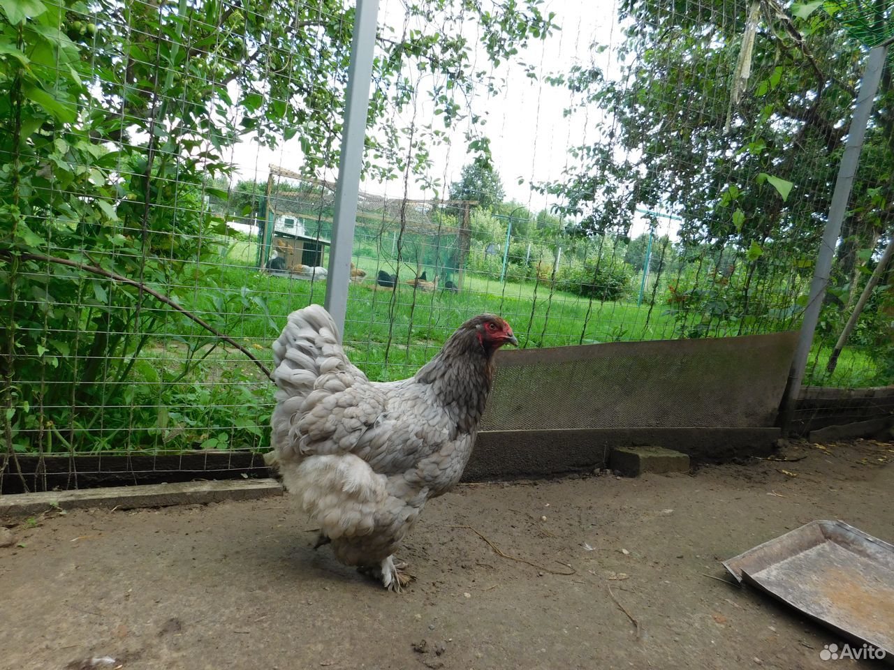 Инкубационное куриное яйцо купить на Зозу.ру - фотография № 4