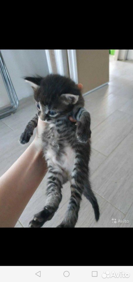 Красивый полосатый котенок темного окраса купить на Зозу.ру - фотография № 3