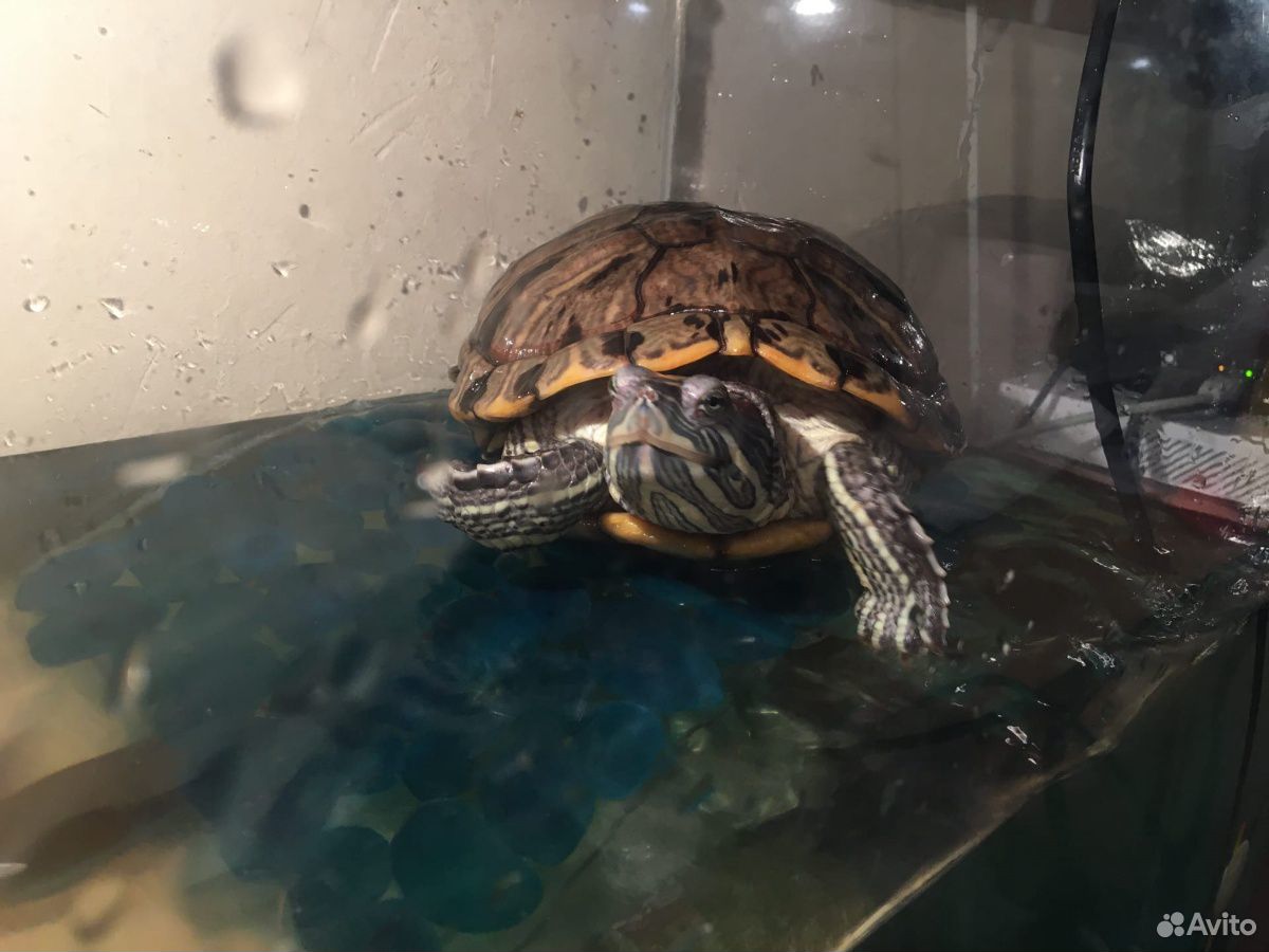 Черепаха красноухая с аквариумом купить на Зозу.ру - фотография № 4